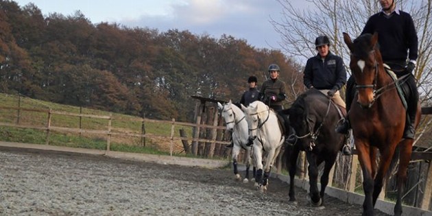 vier Pferde synchron im Schulterherein