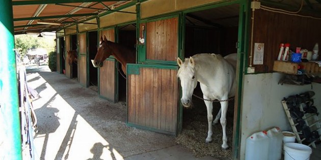 Pferde stehen in ihren Boxen und schauen ins freie
